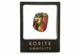 Iridescent Ammolite (Fossil Ammonite Shell) - Fiery Reds/Greens #265159-1